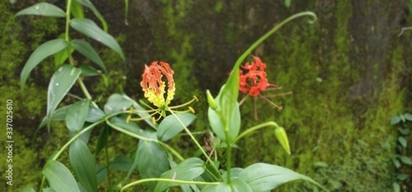 Obraz Dragon flowers