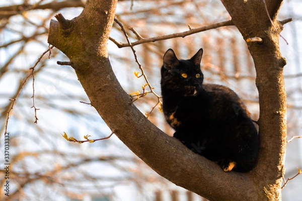 Fototapeta Portrait of a beautiful stray cat on a tree