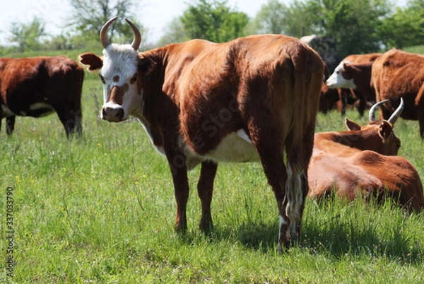 Fototapeta cows in a field
