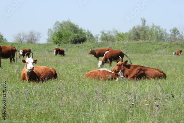 Fototapeta cows in the field