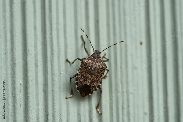 Fototapeta Brown Marmorated Stink Bug in Springtime