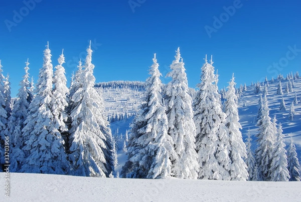 Fototapeta snowy mountain forest