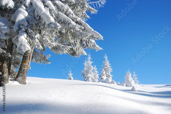 Fototapeta snowy mountain forest