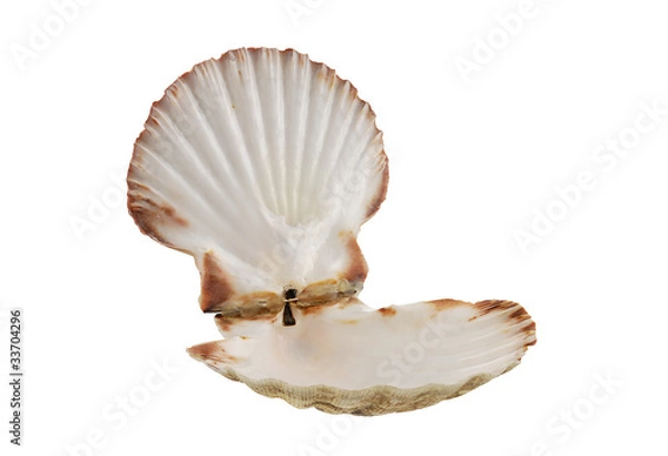 Obraz Opened empty scallop shell