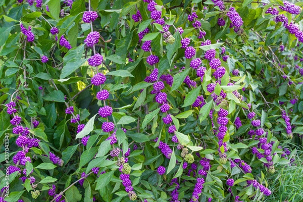 Obraz callicarpa beautyberry