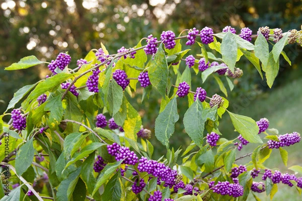 Obraz callicarpa beautyberry