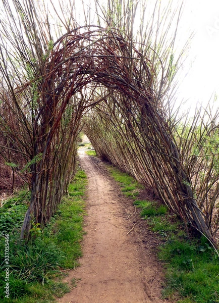 Obraz path in the woods
