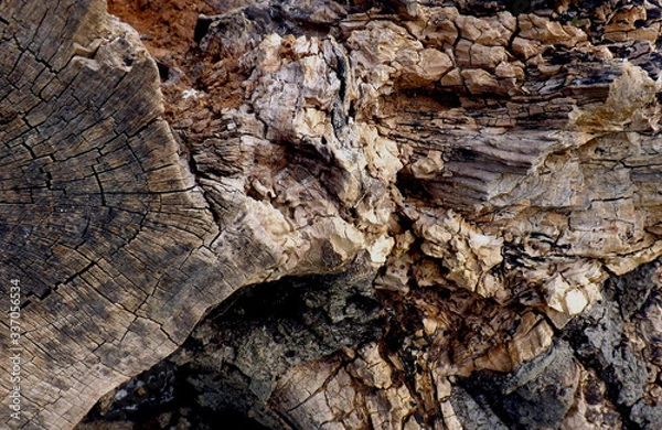 Obraz wood texture background