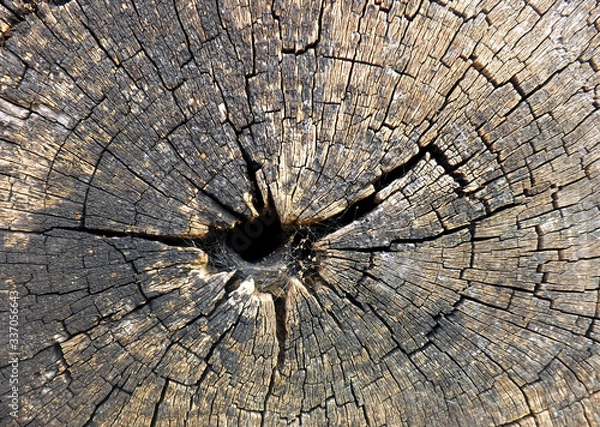 Obraz old wood texture background