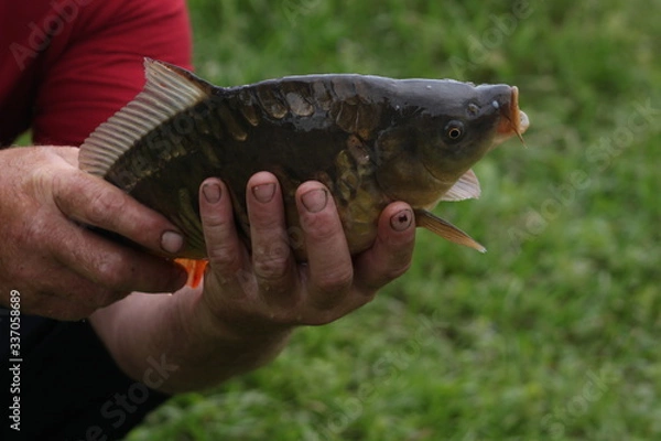 Fototapeta fish in hand