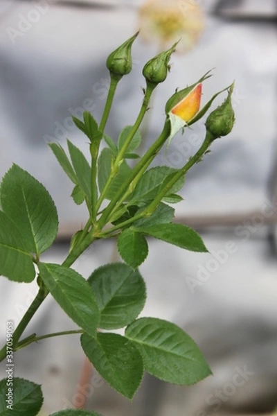 Fototapeta white rose bud