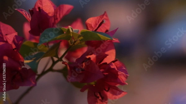 Obraz red autumn leaves