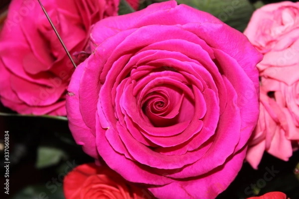 Fototapeta pink rose close up