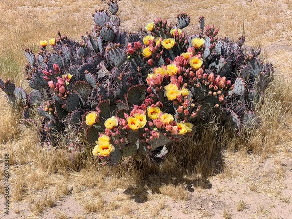 Obraz Desert Bloom