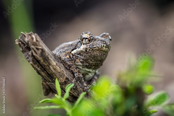 Fototapeta frog on a branch