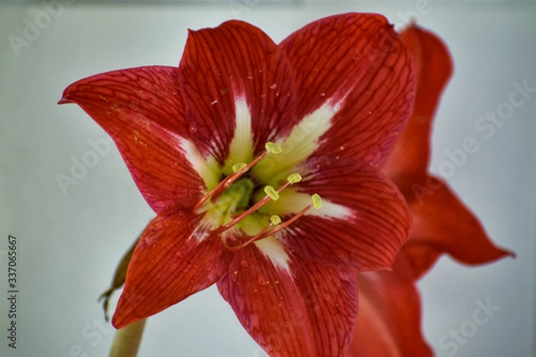 Fototapeta red lily flower