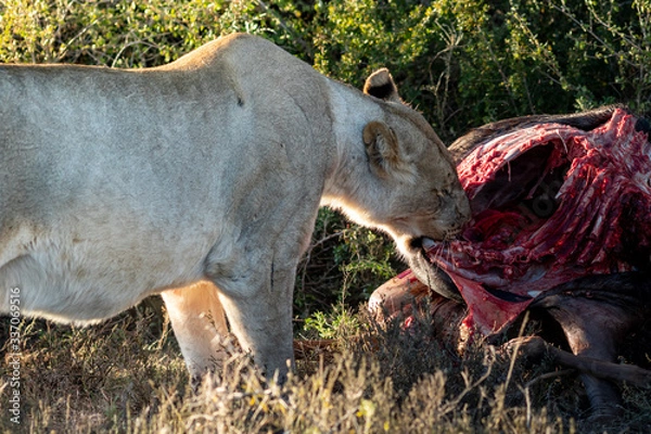 Fototapeta Lion feeding on a wildebeest carcass
