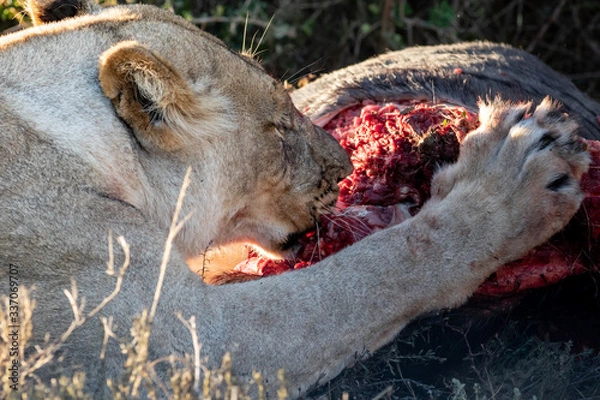 Fototapeta Lion feeding on a wildebeest carcass