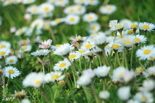 Fototapeta wilde Gänseblümchen