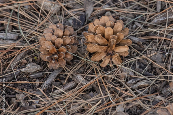 Obraz Two Pine cones