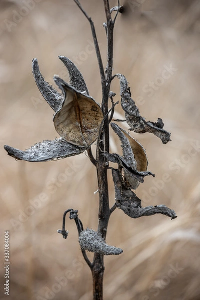 Obraz Dead Plant