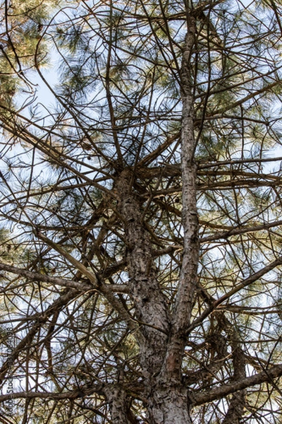 Obraz Photographing Up the Pine Tree