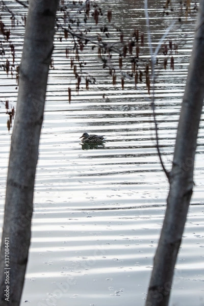 Fototapeta Duck floating by