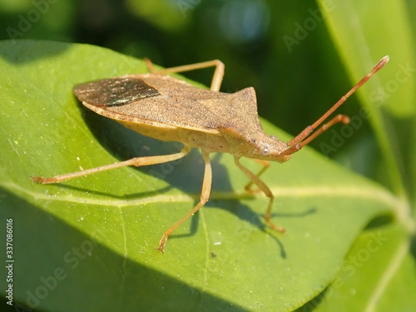 Obraz green grasshopper on a leaf