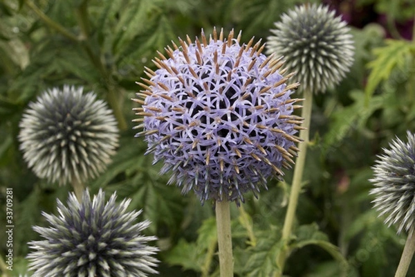 Obraz Purple echinops globe thistle flower