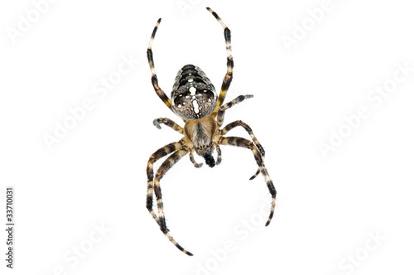 Obraz Pająk krzyżowy