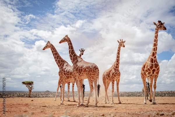 Fototapeta reticulated giraffe in the wild