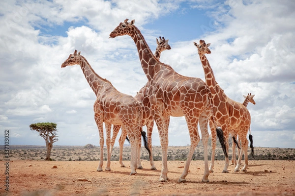 Fototapeta reticulated giraffe in the wild