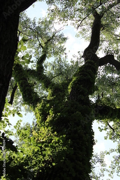 Obraz Ancient and strong