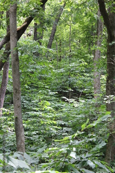 Obraz Into the woods