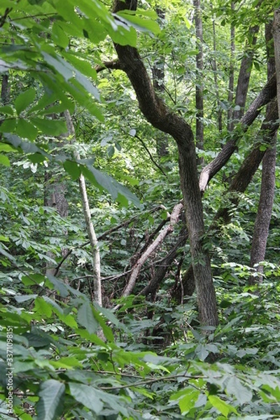 Obraz The underbrush