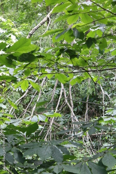 Obraz The Underbrush 2