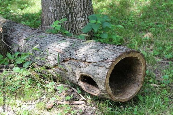 Obraz Still useful even when fallen