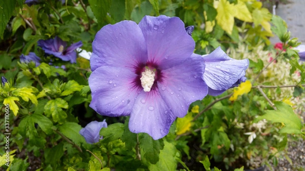 Obraz Hibiscus syriacus 'Oiseau Bleu'/'Blue Bird'