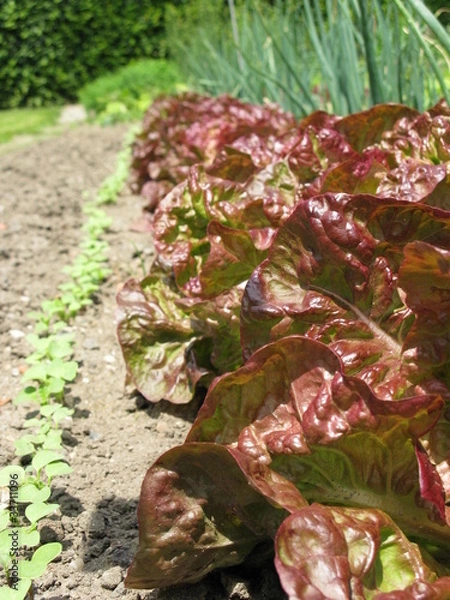Obraz Salat im Beet