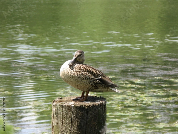 Obraz Ente auf Duckdalben