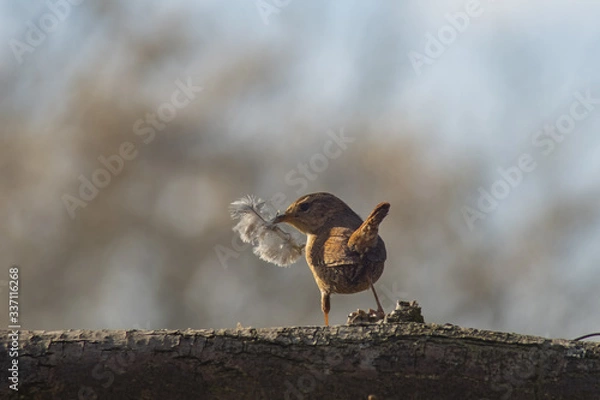 Obraz red winged blackbird preparing a nest