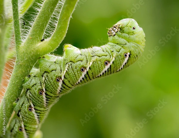 Obraz Tomato hornworm, Manduca quinquemaculata, close up showing the caterpillar eating while leaning back on a tomato plant stalk.