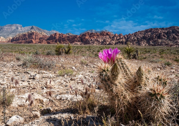 Obraz Bright pink hedgehog cactus (Echinocereus engelmannii) blooming with a background of desert and red rock formations.
