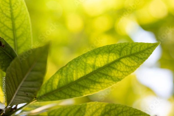 Fototapeta Close Up green leaf under sunlight in the garden. Natural background with copy space.