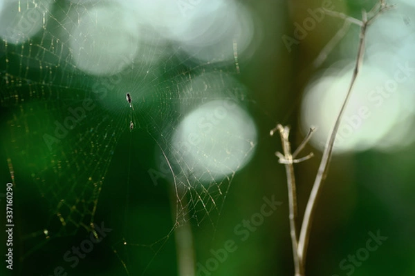 Fototapeta spiderweb
