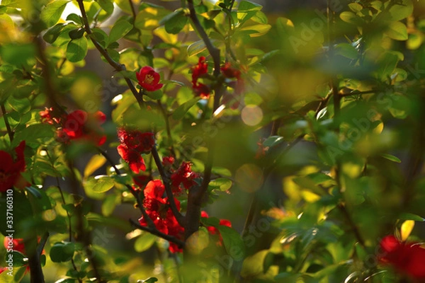 Fototapeta "Boke" (Japanese Quince) flower