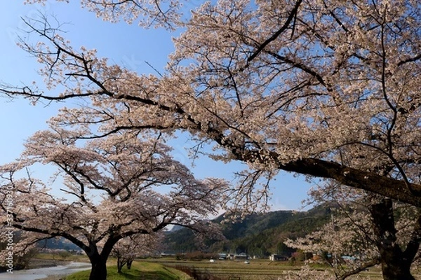 Fototapeta 春　さくら　風情　田舎　杤木　風景