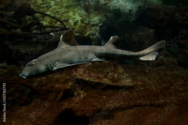 Obraz Horn shark (Heterodontus francisci).