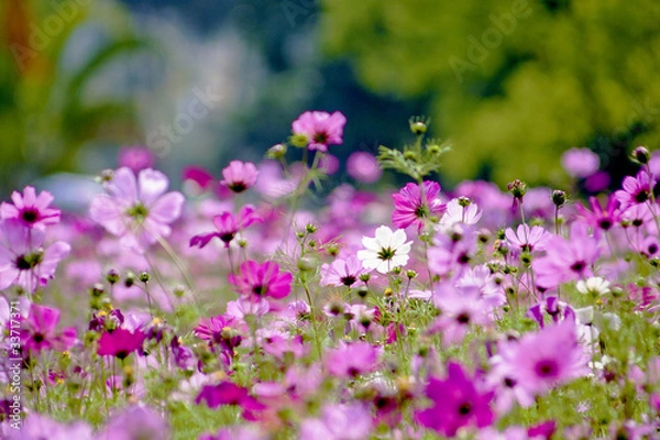 Fototapeta Cosmos bipinnatus