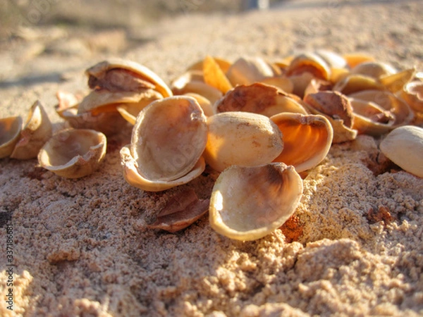 Fototapeta Pistachio shells on the ground
